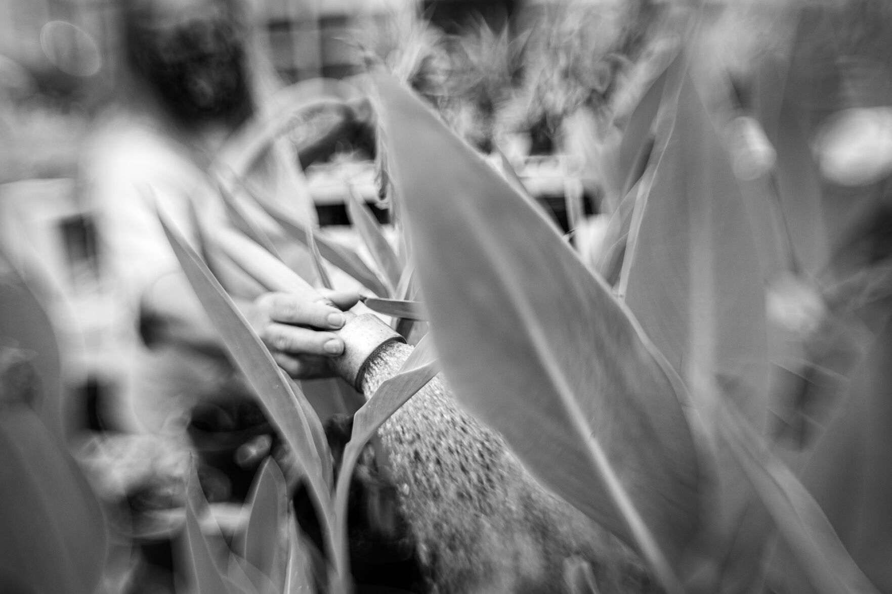 Colleen Thomas waters rows of potted cannas